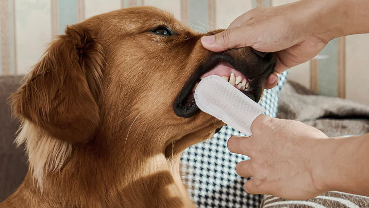 Dog Oral Care