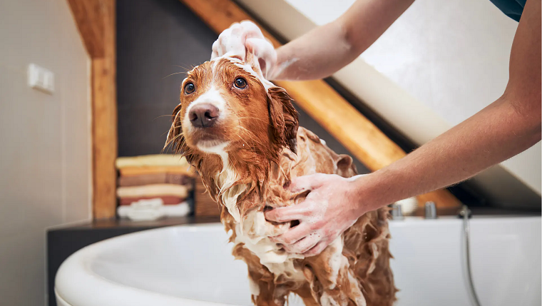 DIY Dog Grooming