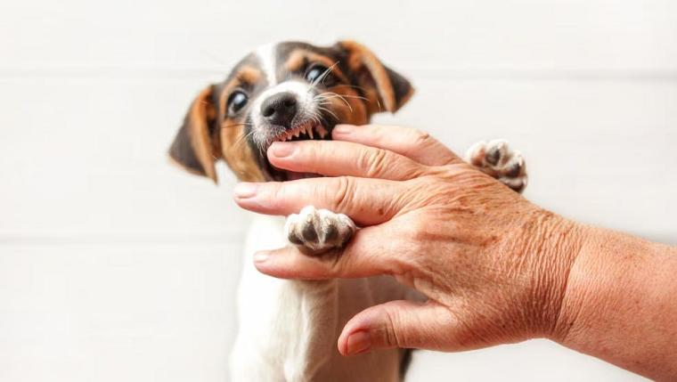 Puppy Biting