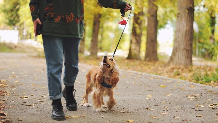 Leash Training