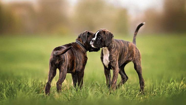 Socializing a Puppy