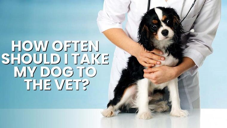 Veterinary Visits for Dogs