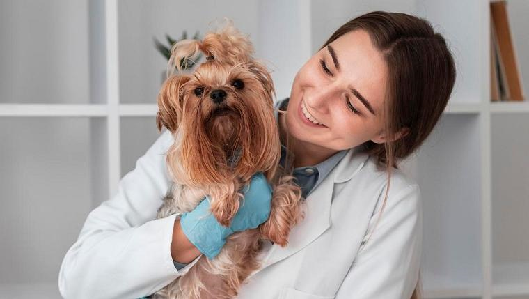 Signs Your Dog Needs a Vet