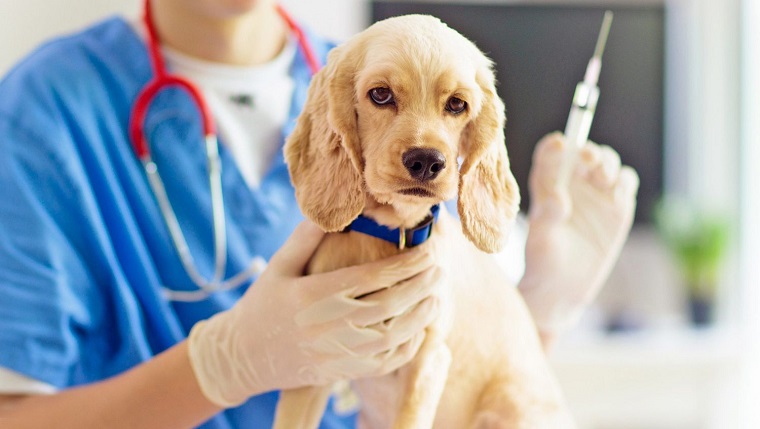 Dog Vaccinations